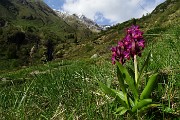 89 Bellissima orchidea